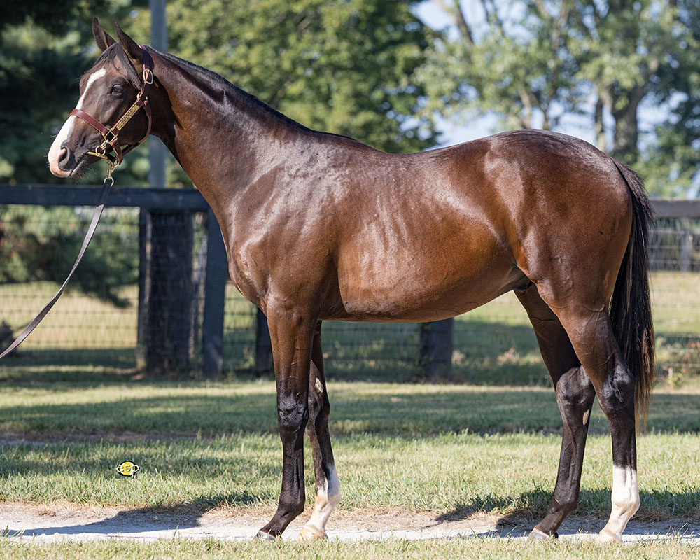 Pedigree for a Silver State - Firsthand Report (Blame) colt purchased at the 2024 Keeneland September Sale and available as part of the Commonwealth, LLC Thoroughbred racing partnership.