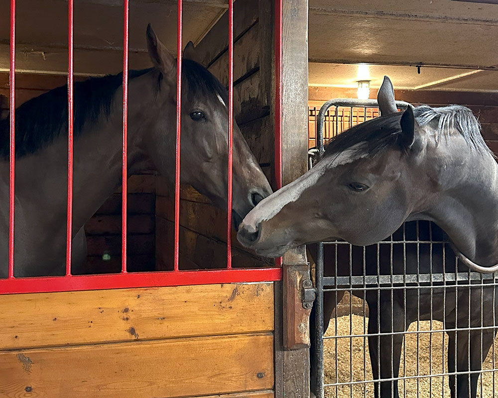 Wicked Strong gets reacquainted with Securitiz upon his arrival.