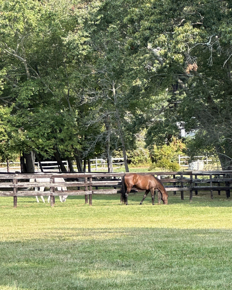 Wicked Strong grazes in his new home.