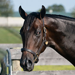 A Yaupon - Lady Luck (Medaglia d'Oro) colt purchased at the 2024 Keeneland September Sale and available as part of the Commonwealth, LLC Thoroughbred racing partnership.