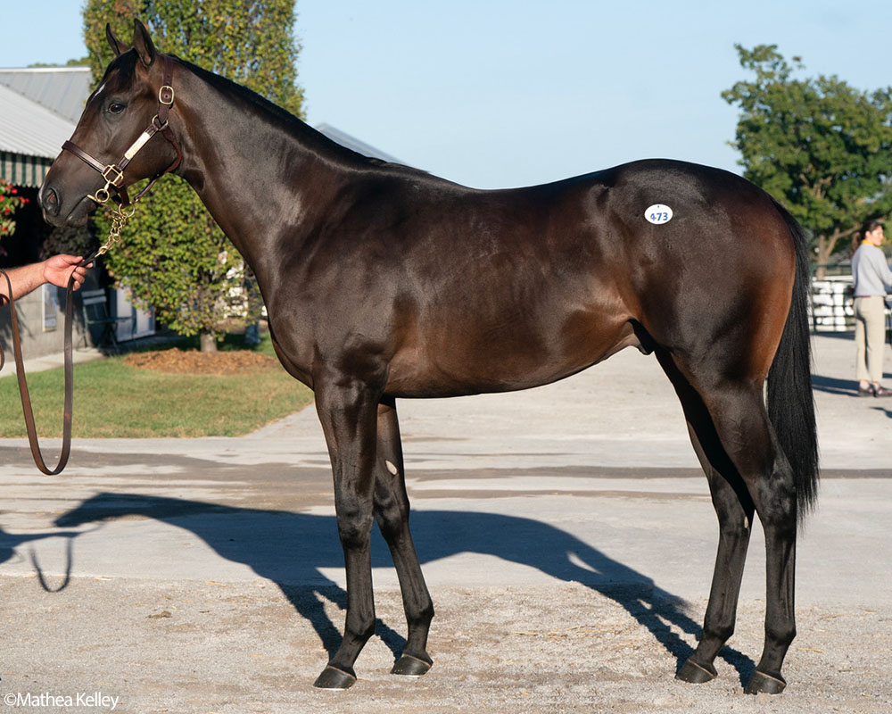 A Yaupon - Lady Luck (Medaglia d'Oro) colt purchased at the 2024 Keeneland September Sale and available as part of the Commonwealth, LLC Thoroughbred racing partnership.