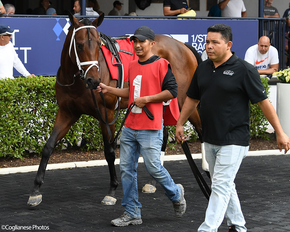 Enlighten (City of Light - Legal Tender), Centennial Farms' 2022 Cheval LLC Thoroughbred racing partnership, before winning a maiden race at the Gulfstream Park Championship Meet with Edgard Zayas aboard.