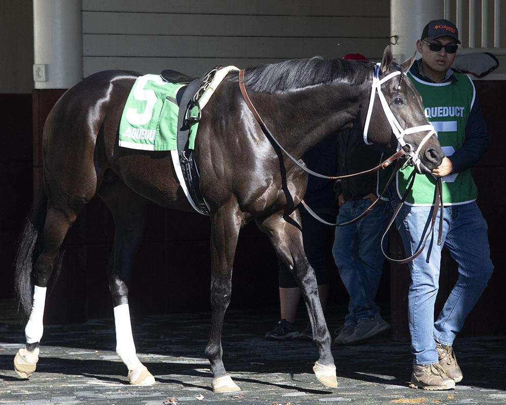 Illuminare (City of Light - I Still Miss You), part of Centennial Farms' 2022 Hamilton LLC Thoroughbred racing partnership, before winning an allowance at Belmont at The Big A with Irad Ortiz, Jr. aboard.