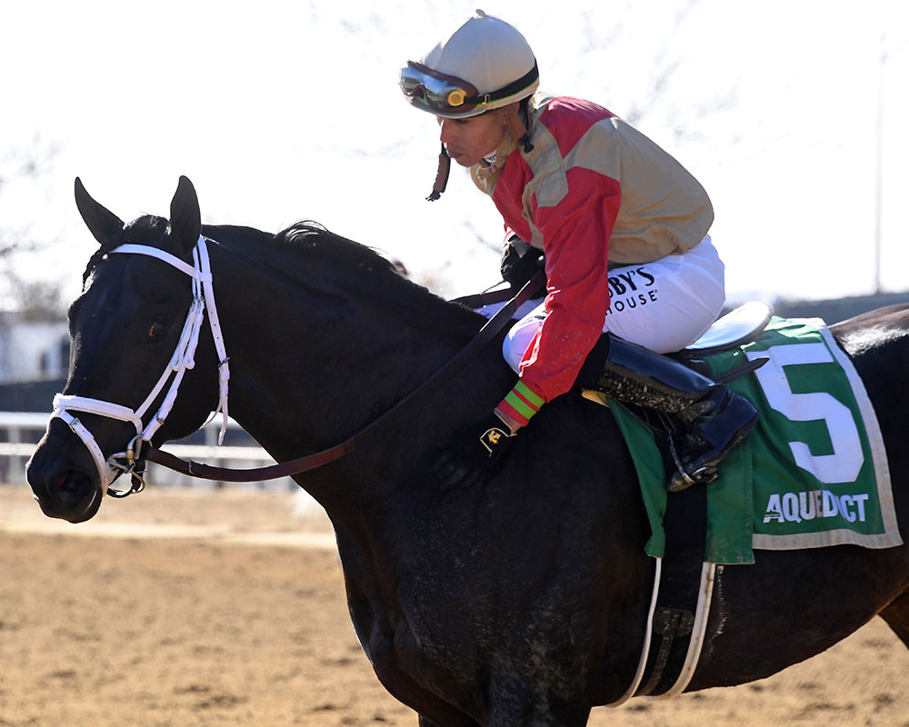 Illuminare (City of Light - I Still Miss You), part of Centennial Farms' 2022 Hamilton LLC Thoroughbred racing partnership, after winning an allowance at Belmont at The Big A with Irad Ortiz, Jr. aboard.