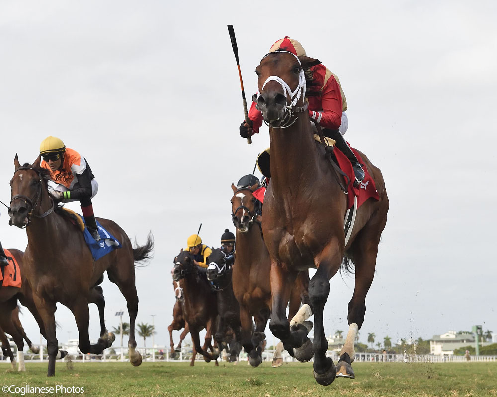 Enlighten (City of Light - Legal Tender), Centennial Farms' 2022 Cheval LLC Thoroughbred racing partnership, winning a maiden race at the Gulfstream Park Championship Meet with Edgard Zayas aboard.