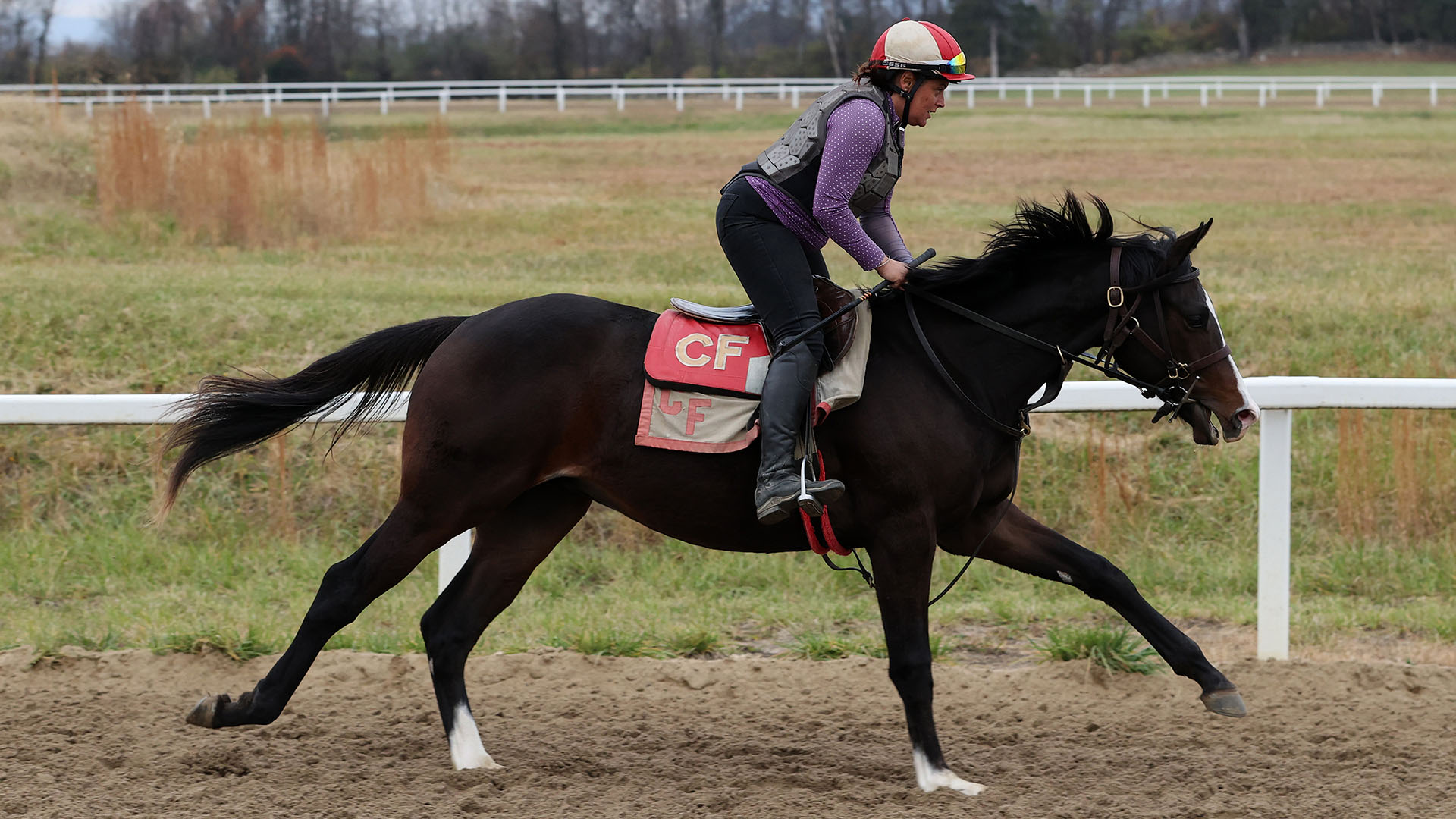 A Silver State - Firsthand Report (Blame) colt purchased at the 2024 Keeneland September Sale and shown galloping at the Middleburg Training Center. He is available as part of the Commonwealth, LLC Thoroughbred racing partnership.