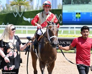 War Officer (War Front - Claire de Lune), Centennial Farms' 2022 Twin Oaks LLC Thoroughbred racing partnership, after winning a maiden race at the Gulfstream Park Championship Meet with Irad Ortiz Jr aboard.