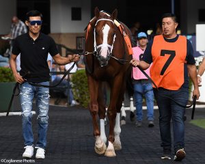 Antiquarian (Preservationist - Lifetime Memory), Centennial Farms' 2022 Preservationist Thoroughbred racing partnership, before winning an allowance race at Gulfstream Park with Edgard Zayas aboard.
