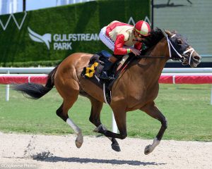 War Officer (War Front - Claire de Lune), Centennial Farms' 2022 Twin Oaks LLC Thoroughbred racing partnership, winning a maiden race at the Gulfstream Park Championship Meet with Irad Ortiz Jr aboard.