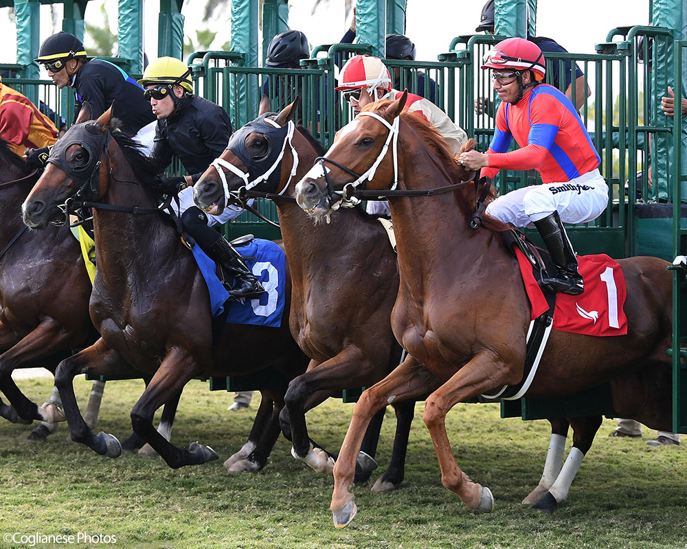 War Officer (War Front - Claire de Lune), Centennial Farms' 2022 Twin Oaks LLC Thoroughbred racing partnership, breaking from the gate on his way to a win at Gulfstream Park with Edgard Zayas aboard.