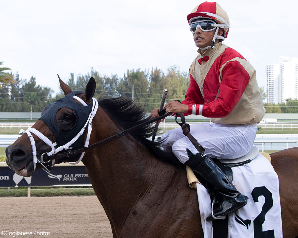 War Officer (War Front - Claire de Lune), Centennial Farms' 2022 Twin Oaks LLC Thoroughbred racing partnership, after winning at Gulfstream Park with Edgard Zayas aboard.