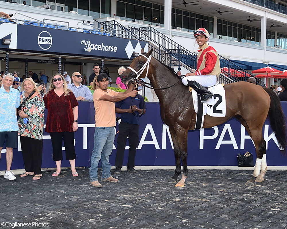 War Officer (War Front - Claire de Lune), Centennial Farms' 2022 Twin Oaks LLC Thoroughbred racing partnership, after winning at Gulfstream Park with Edgard Zayas aboard.
