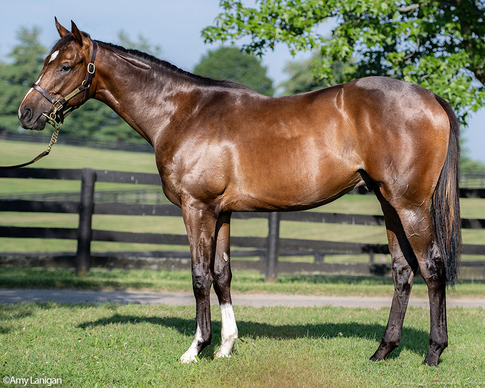 A Life Is Good - Velvet Slippers (Quality Road) colt purchased at the 2025 Fasig-Tipton Saratoga. He is available as part of the Bloomfield, LLC Thoroughbred racing partnership.