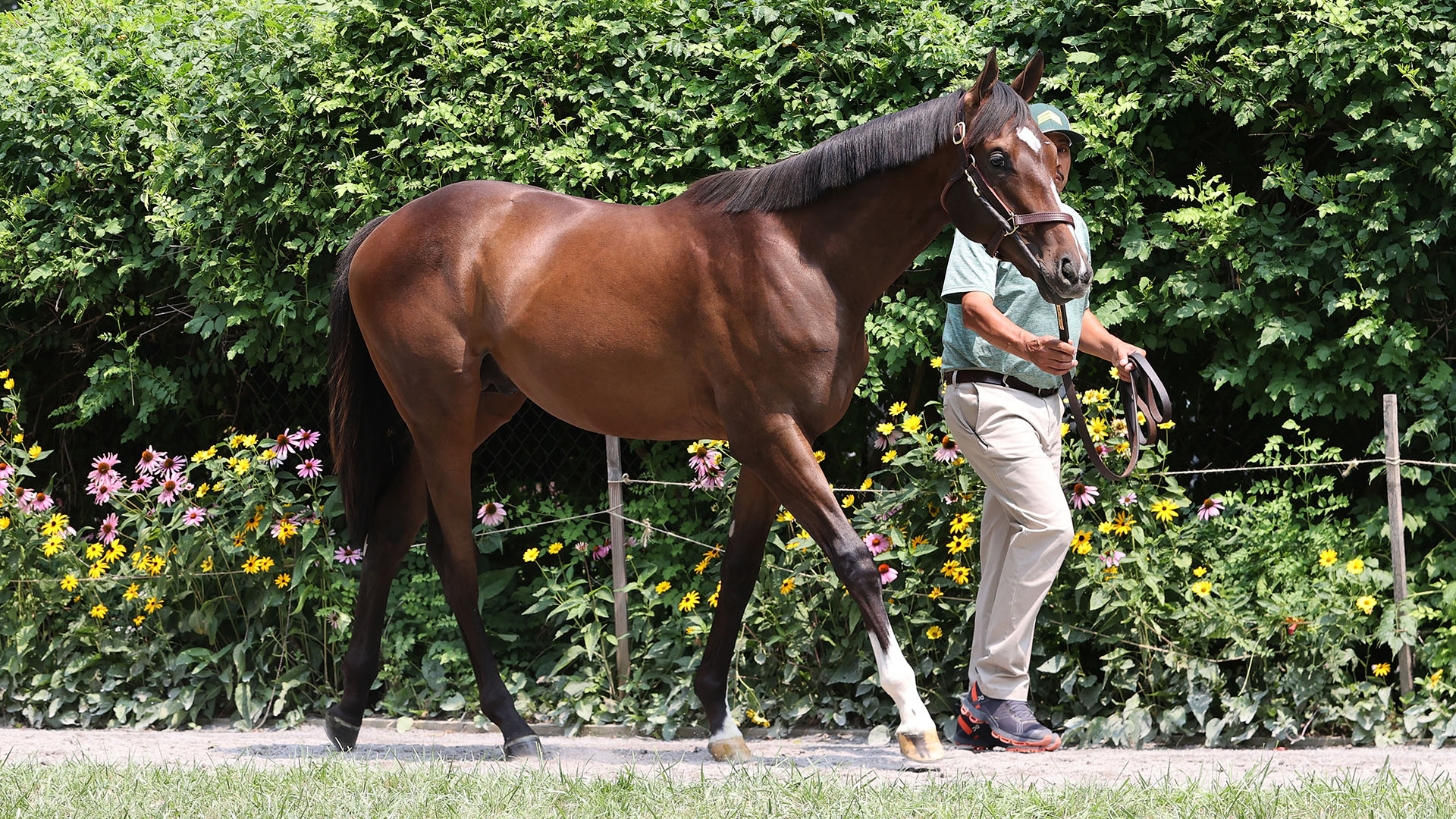 A Life Is Good - Velvet Slippers (Quality Road) colt purchased at the 2025 Fasig-Tipton Saratoga. He is available as part of the Bloomfield, LLC Thoroughbred racing partnership.