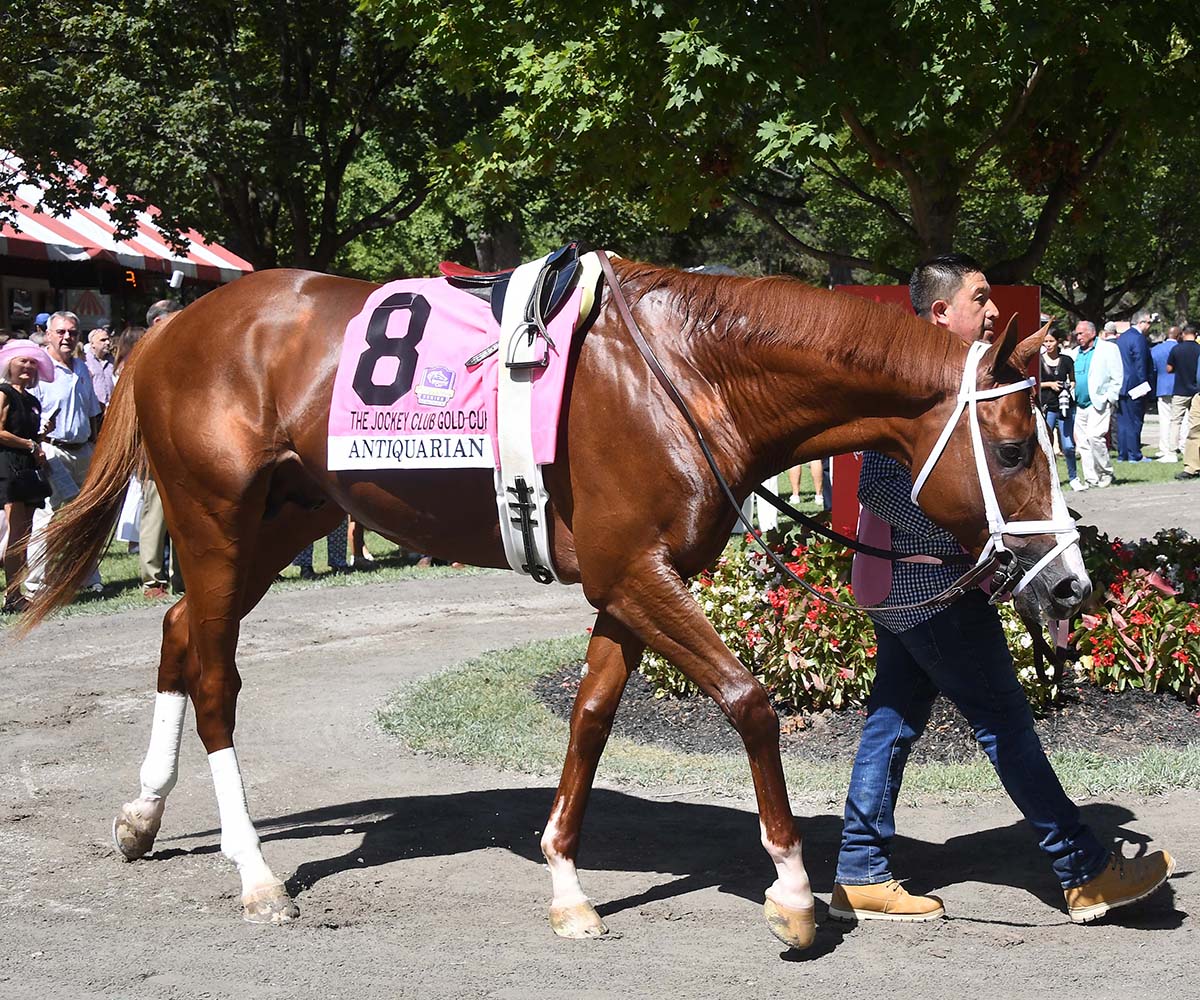 Antiquarian (Preservationist - Lifetime Memory, by Istan), the 2022 Preservationist LLC Thoroughbred racing partnership through Centennial Farms, winner of the G1 Jockey Club Gold Cup at Saratoga, a Win And You're In Race for the Breeders' Cup Classic.