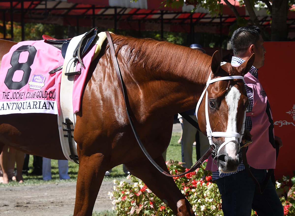 Antiquarian (Preservationist - Lifetime Memory, by Istan), the 2022 Preservationist LLC Thoroughbred racing partnership through Centennial Farms, winner of the G1 Jockey Club Gold Cup at Saratoga, a Win And You're In Race for the Breeders' Cup Classic.