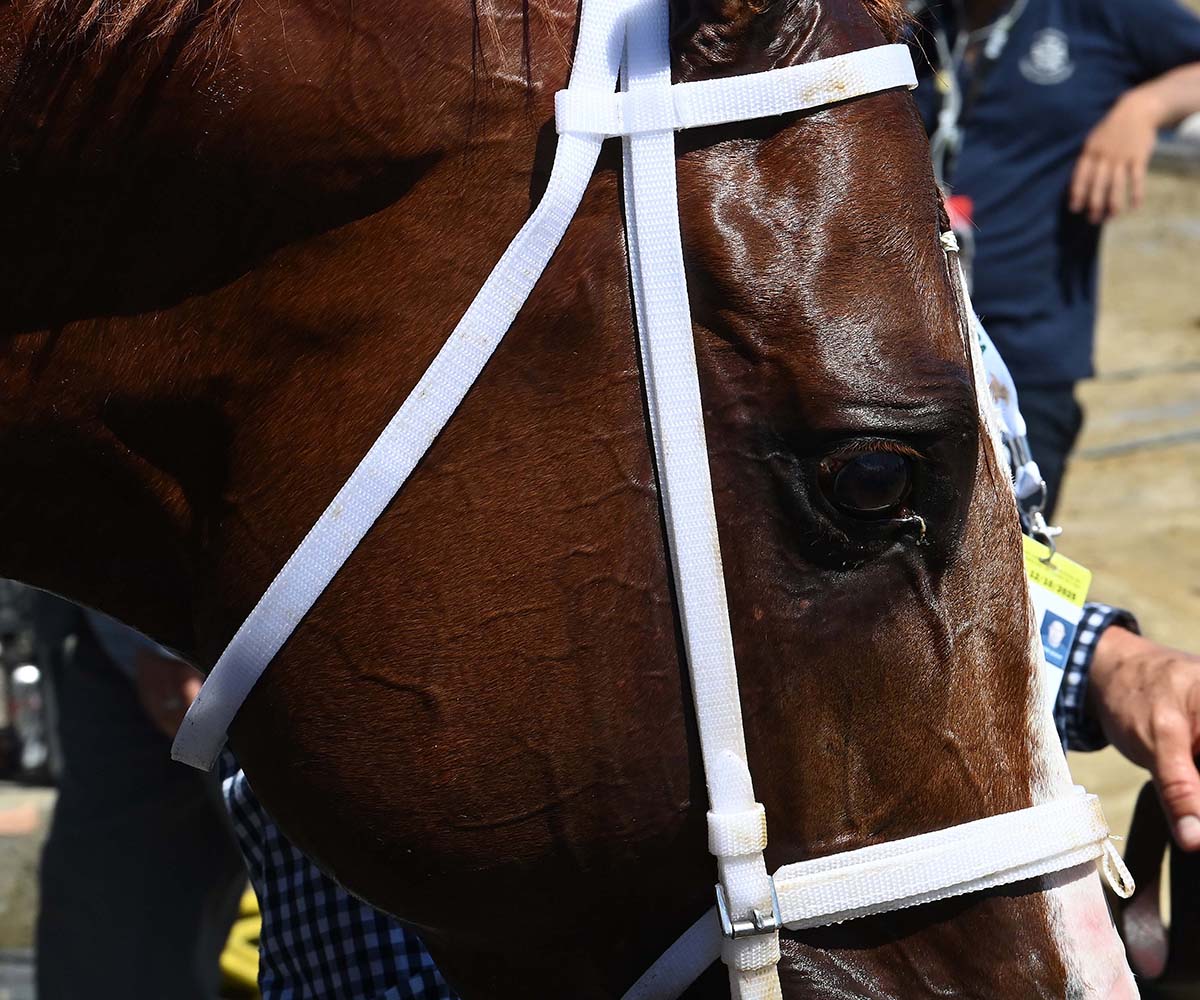 Antiquarian (Preservationist - Lifetime Memory, by Istan), the 2022 Preservationist LLC Thoroughbred racing partnership through Centennial Farms, winner of the G1 Jockey Club Gold Cup at Saratoga, a Win And You're In Race for the Breeders' Cup Classic.