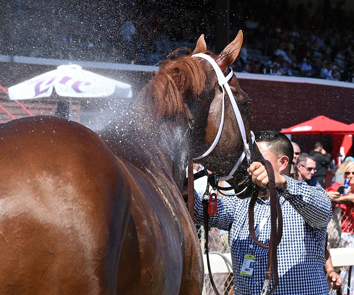 Antiquarian (Preservationist - Lifetime Memory, by Istan), the 2022 Preservationist LLC Thoroughbred racing partnership through Centennial Farms, winner of the G1 Jockey Club Gold Cup at Saratoga, a Win And You're In Race for the Breeders' Cup Classic.