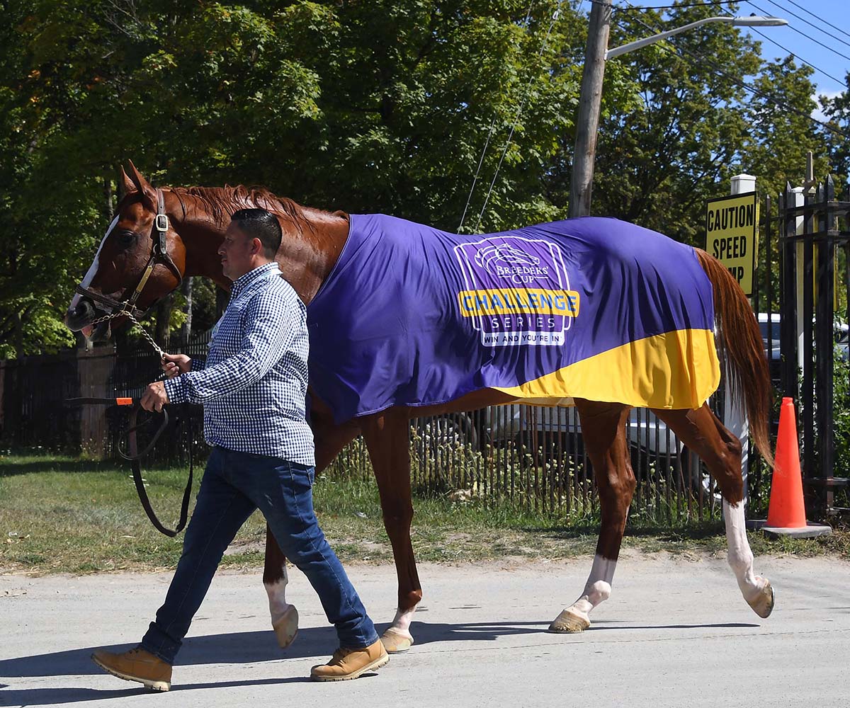 Antiquarian (Preservationist - Lifetime Memory, by Istan), the 2022 Preservationist LLC Thoroughbred racing partnership through Centennial Farms, winner of the G1 Jockey Club Gold Cup at Saratoga, a Win And You're In Race for the Breeders' Cup Classic.