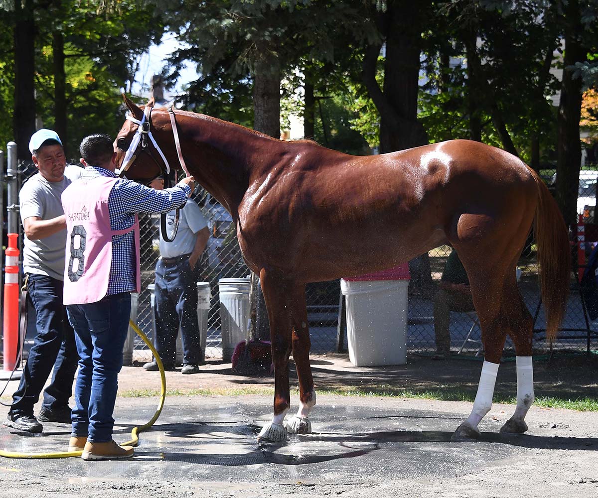 Antiquarian (Preservationist - Lifetime Memory, by Istan), the 2022 Preservationist LLC Thoroughbred racing partnership through Centennial Farms, winner of the G1 Jockey Club Gold Cup at Saratoga, a Win And You're In Race for the Breeders' Cup Classic.