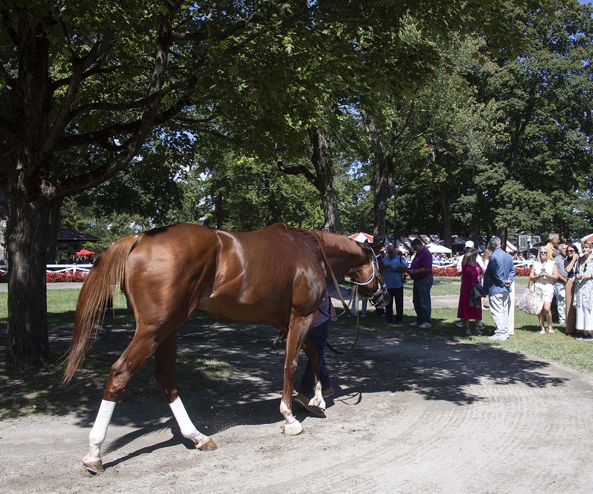 Antiquarian (Preservationist - Lifetime Memory, by Istan), the 2022 Preservationist LLC Thoroughbred racing partnership through Centennial Farms, winner of the G1 Jockey Club Gold Cup at Saratoga, a Win And You're In Race for the Breeders' Cup Classic.