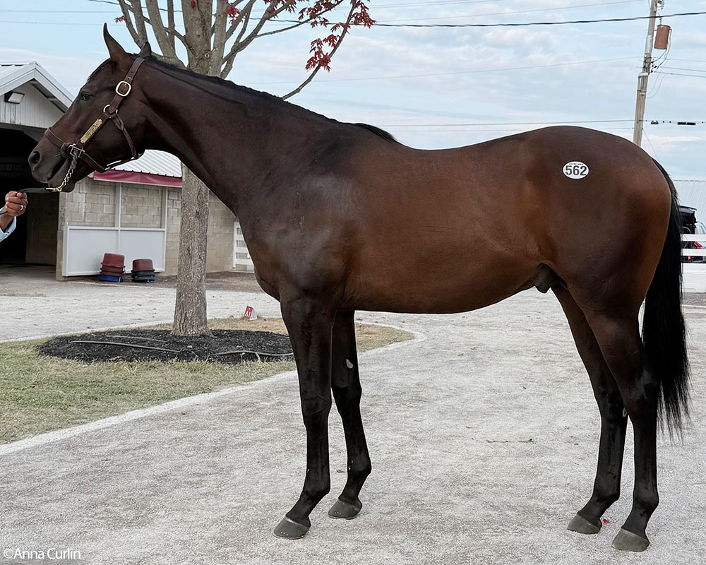 A Constitution - Trenchtown Cat (Discreet Cat) colt purchased at the 2025 Keeneland September Sale. He is available as part of the Graystone, LLC Thoroughbred racing partnership.