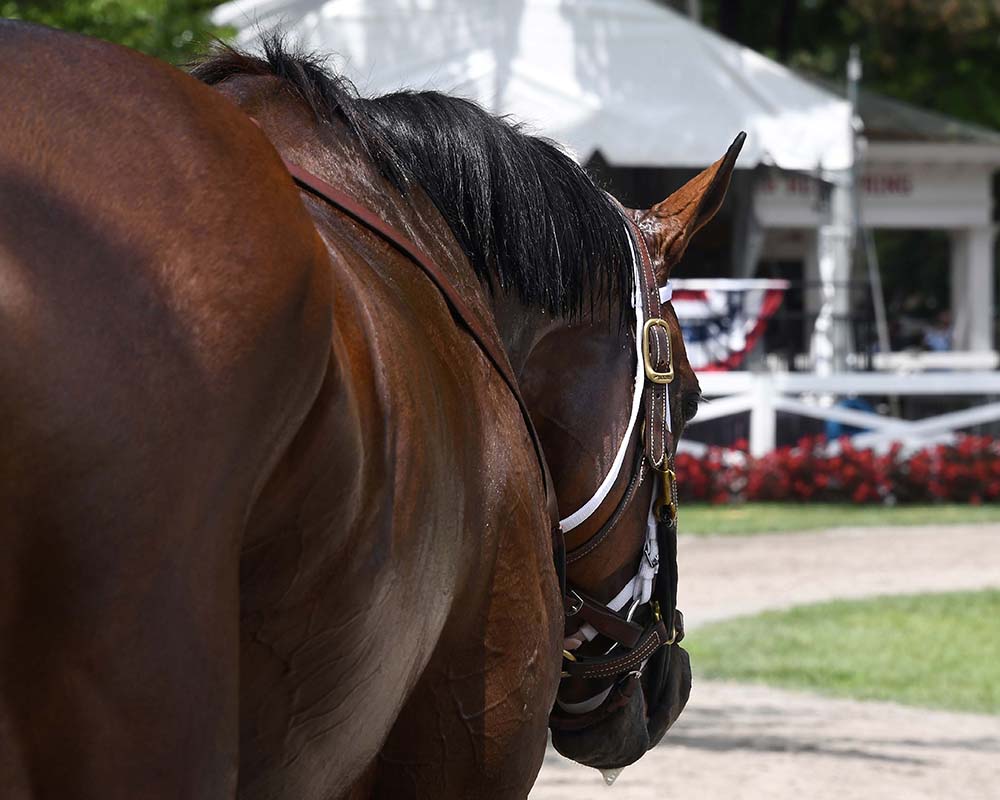 Makes Sense (Street Sense - Pure Poison, by Honor Code), the 2023 Madison, LLC Thoroughbred racing partnership, breaking his maiden at Saratoga.
