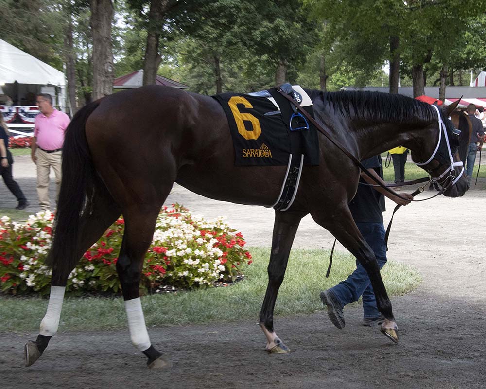 Makes Sense (Street Sense - Pure Poison, by Honor Code), the 2023 Madison, LLC Thoroughbred racing partnership, breaking his maiden at Saratoga.