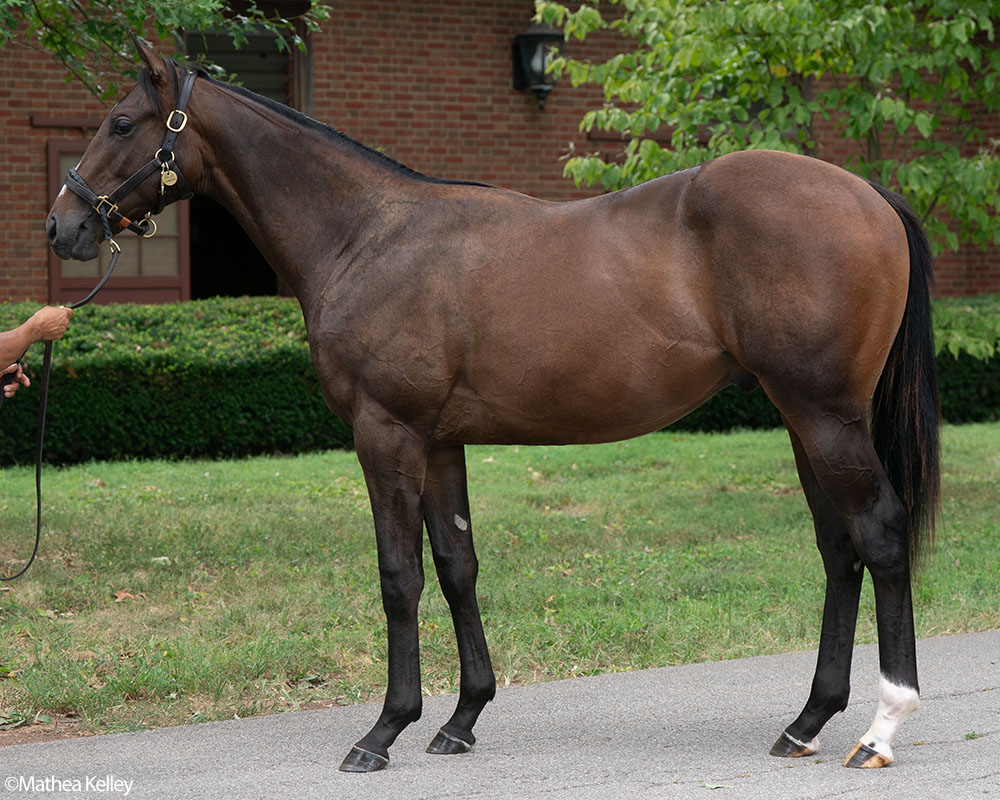 A Jack Christopher - Dolce Lemone (Lemon Drop Kid) colt purchased at the 2025 Keeneland September Sale. He is available as part of the Graystone, LLC Thoroughbred racing partnership.