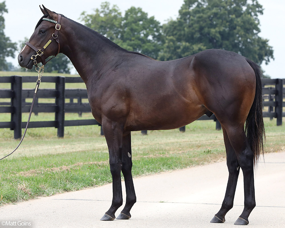 A Maxfield - Cover Model (War Front) colt purchased at the 2025 Keeneland September Sale. He is available as part of the Graystone, LLC Thoroughbred racing partnership.