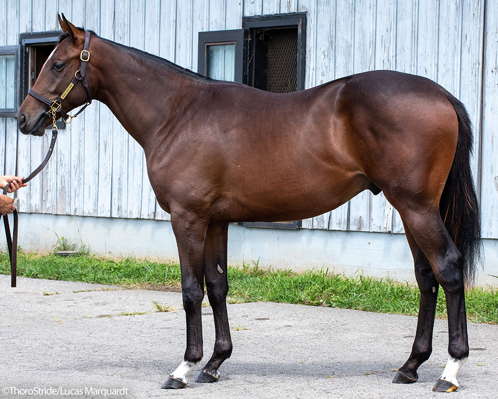 A Twirling Candy- Divergent Thinking (Mizzen Mast) colt purchased at the 2025 Keeneland September Sale. He is available as part of the Graystone, LLC Thoroughbred racing partnership.