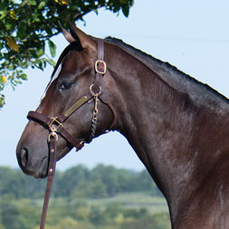 A Constitution - Trenchtown Cat (Discreet Cat) colt purchased at the 2025 Keeneland September Sale. He is available as part of the Graystone, LLC Thoroughbred racing partnership.