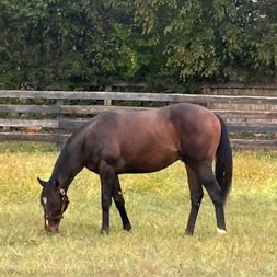 A Jack Christopher - Dolce Lemone (Lemon Drop Kid) colt purchased at the 2025 Keeneland September Sale. He is available as part of the Graystone, LLC Thoroughbred racing partnership.