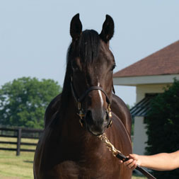 A Maxfield - Cover Model (War Front) colt purchased at the 2025 Keeneland September Sale. He is available as part of the Graystone, LLC Thoroughbred racing partnership.