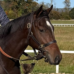 A Twirling Candy- Divergent Thinking (Mizzen Mast) colt purchased at the 2025 Keeneland September Sale. He is available as part of the Graystone, LLC Thoroughbred racing partnership.