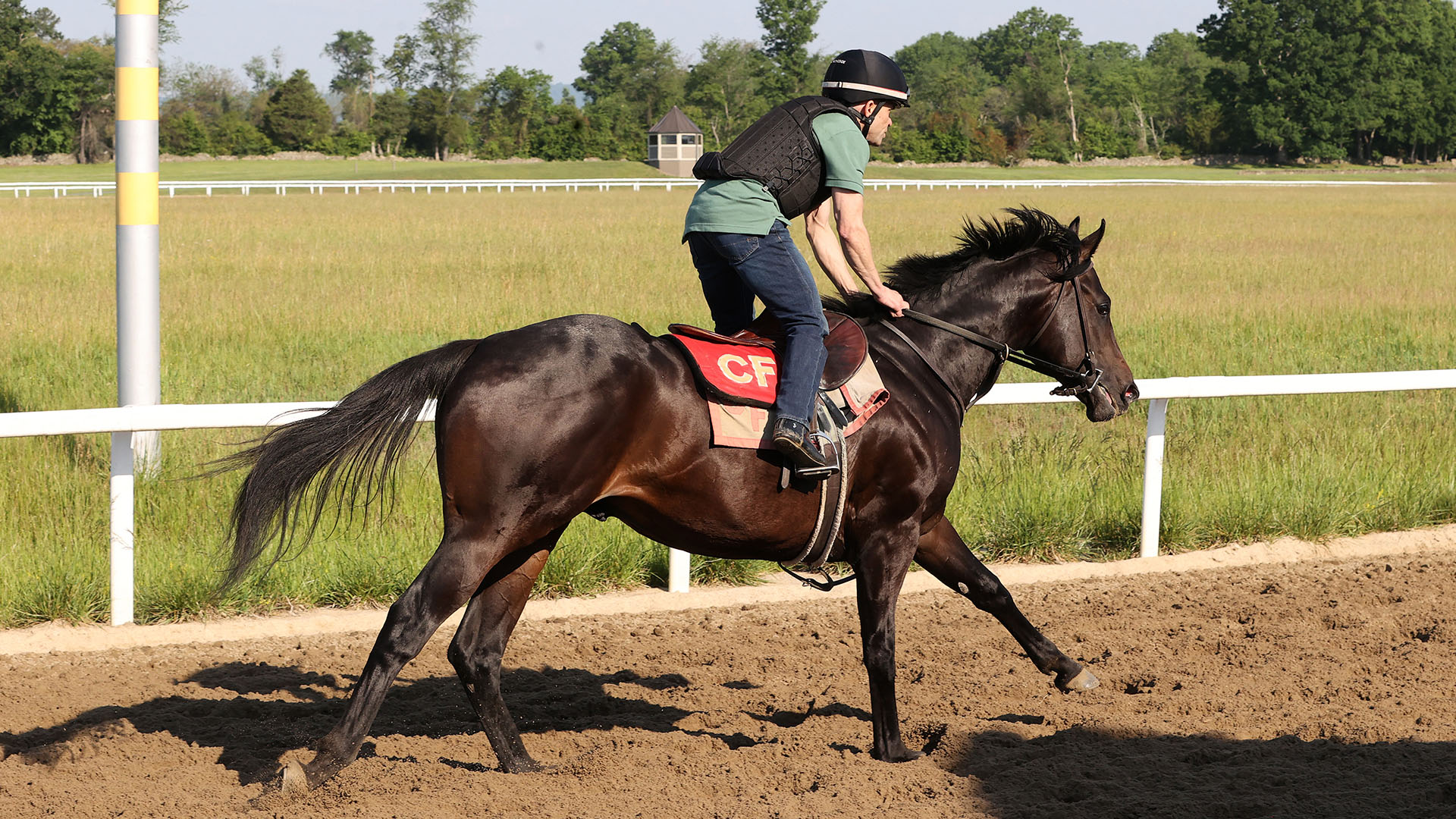 Fiddian, Maxfield - Cover Model (War Front) colt purchased at the 2025 Keeneland September Sale. He is available as part of the Graystone, LLC Thoroughbred racing partnership.