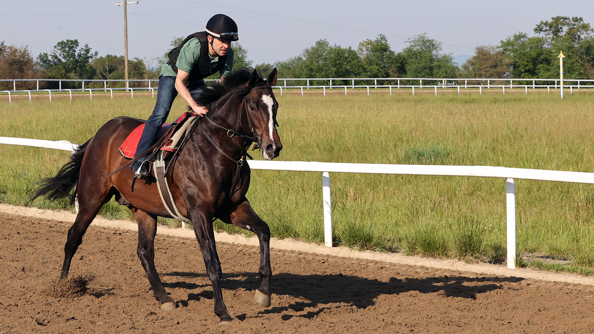 Filibuster, a Constitution - Trenchtown Cat (Discreet Cat) colt purchased at the 2025 Keeneland September Sale. He is available as part of the Graystone, LLC Thoroughbred racing partnership.