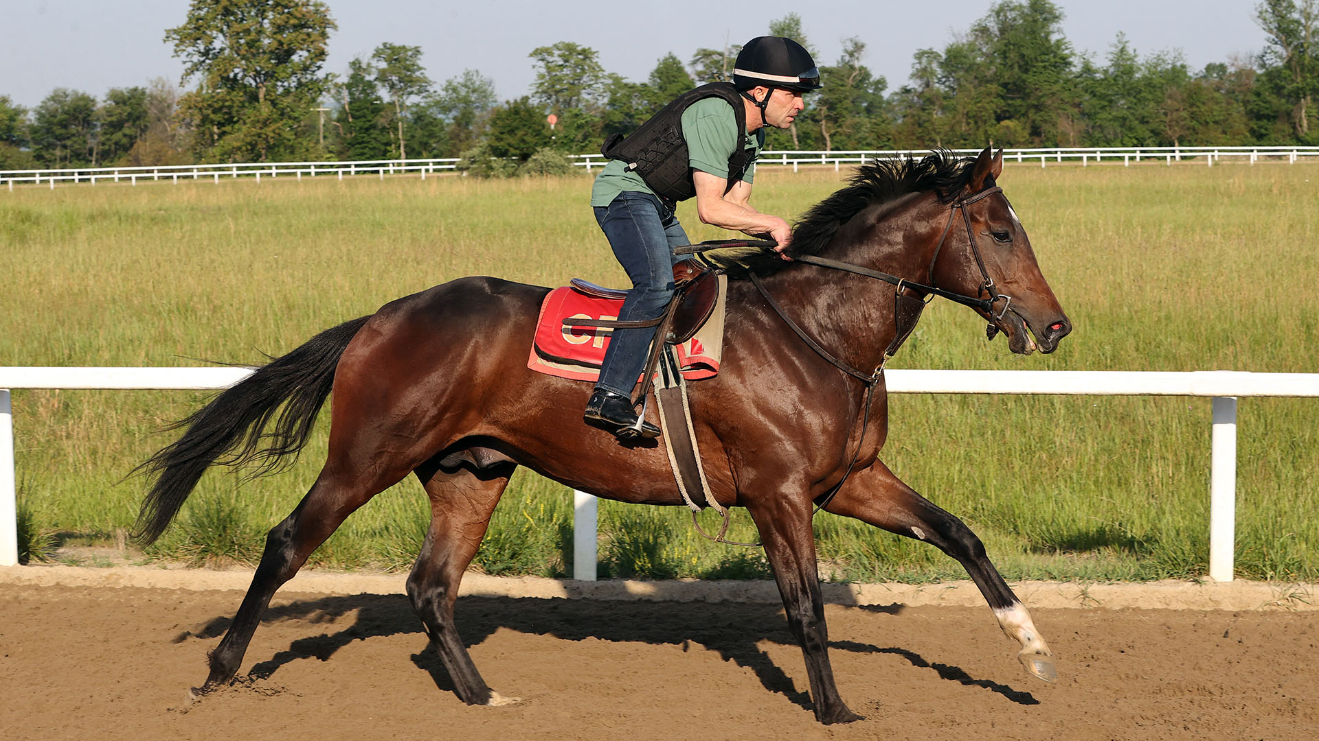 Helix, a Twirling Candy- Divergent Thinking (Mizzen Mast) colt purchased at the 2025 Keeneland September Sale. He is available as part of the Graystone, LLC Thoroughbred racing partnership.