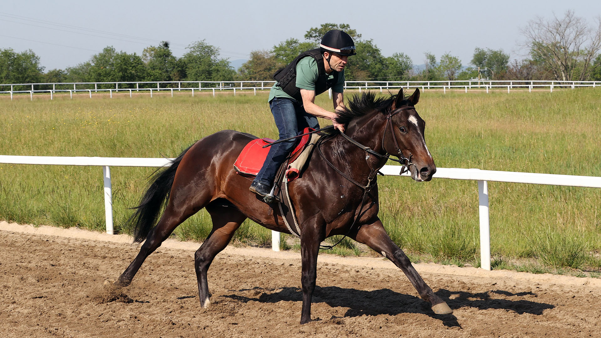 Upperville, Jack Christopher - Dolce Lemone (Lemon Drop Kid) colt purchased at the 2025 Keeneland September Sale. He is available as part of the Graystone, LLC Thoroughbred racing partnership.
