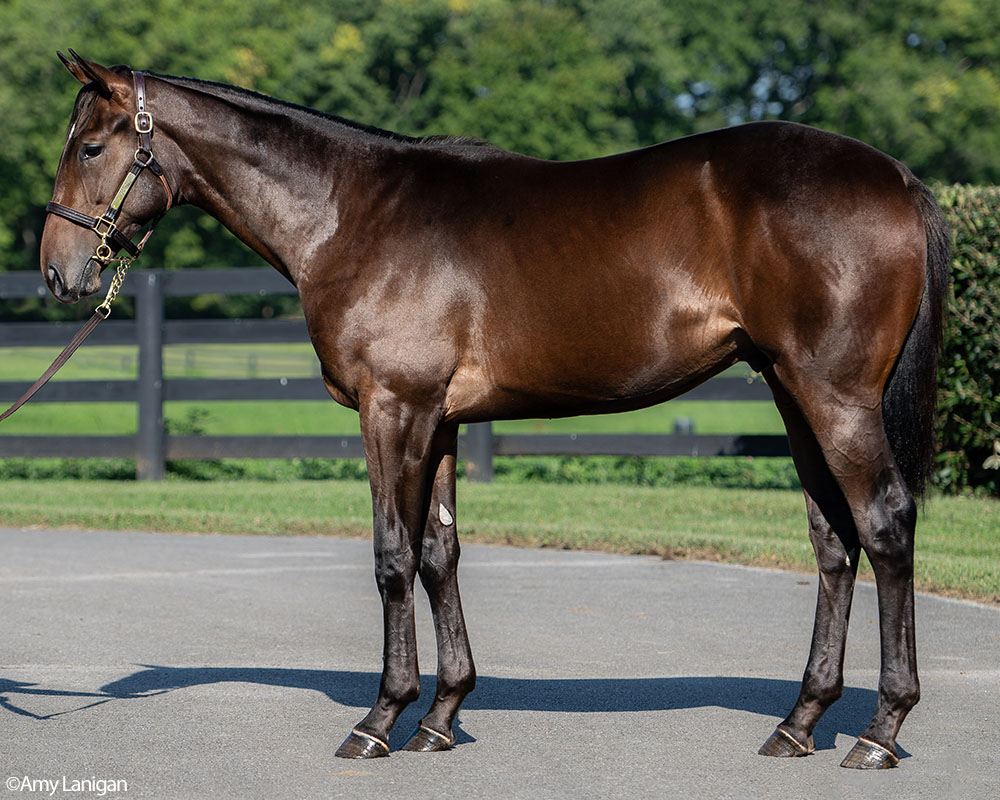 Bravado, a Practical Joke - Spirit, by Indian Charlie colt purchased at the Fasig-Tipton Saratoga Sale and available via Centennial Farms' Thoroughbred racing partnerships.
