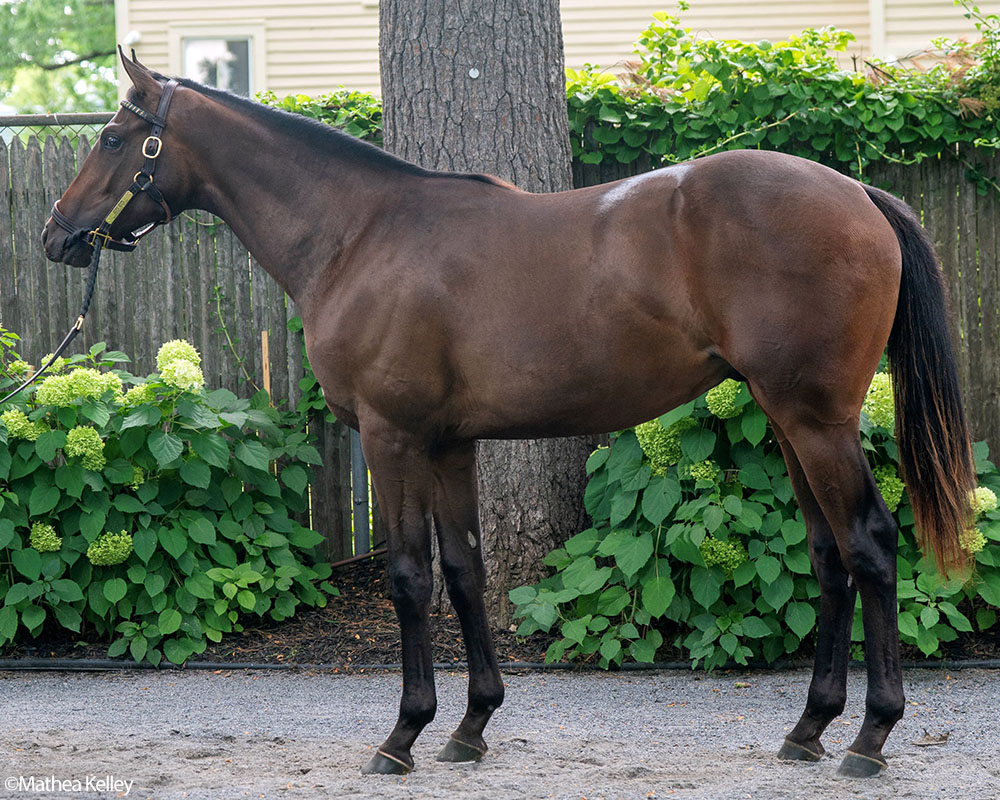 Hard Spun - Yalla Yalla, by Empire Maker colt purchased at the Fasig-Tipton Saratoga Sale and available via Centennial Farms' Thoroughbred racing partnerships.