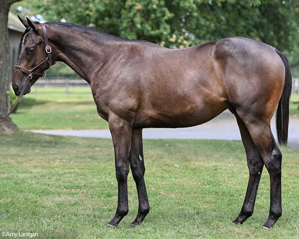An Arcangelo - Benbang, by Shanghai Bobby colt purchased at the 2026 Keeneland September Sale and available in the Pavilion, LLC Thoroughbred racing partnership.