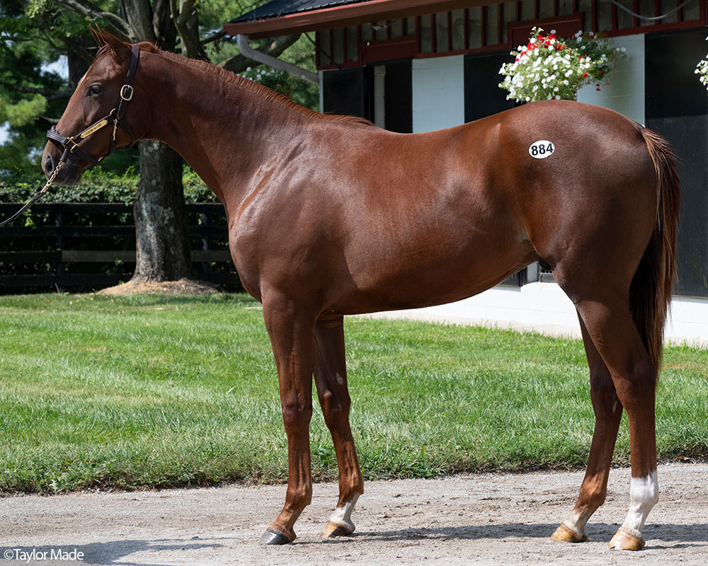 A Cody's Wish - Alotta Skirt, by Candy Ride colt purchased at the 2026 Keeneland September Sale and available in the Pavilion, LLC Thoroughbred racing partnership.