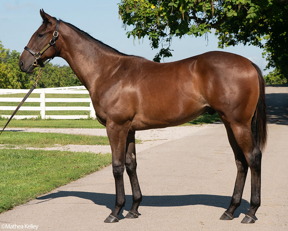 A Liam's Map - Bird Sense, by Street Sense colt purchased at the 2026 Keeneland September Sale and available in the Pavilion, LLC Thoroughbred racing partnership.