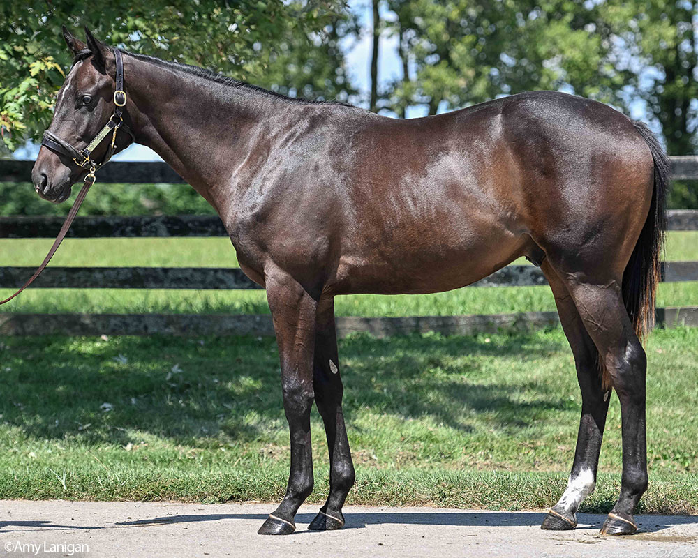 An Upstate - Shade, by Street Sense colt purchased at the 2026 Keeneland September Sale and available in the Pavilion, LLC Thoroughbred racing partnership.